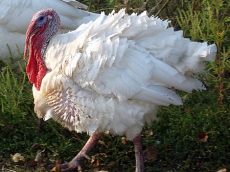 В Донецкой области индюков накормили токсичными кормами