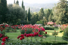 Горел Никитский ботанический сад