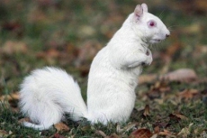 Зверей, над которыми издевались вывезут в Синевир