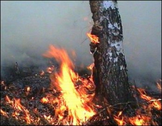 На Николаевщине подожгли стерню и сожгли 142 дерева