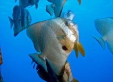 Массовую гибель рыбы снова зафиксировали в Днепровском лимане