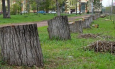 В Киеве на зеленых насаждениях «срубили» 5 миллионов