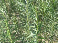 Волынь - лидер по выращиванию энергетической лозы в Украине