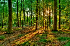 Луганщина. Общественность и власть будут вместе защищать леса