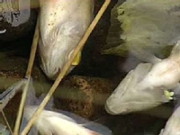 На Прикарпатье обнаружена массовая гибель рыбы