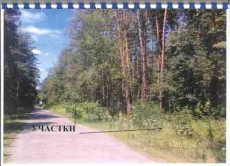 Депутаты Коцюбинского продолжают дерибан леса