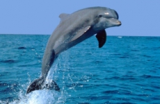 Введен запрет на использование дельфинов в каких-либо целях, кроме научно-исследовательских