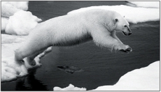 Арктику заливают ядовитые отходы