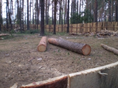 Скандал в Харьковском районе: лесной фонд отдали под застройку