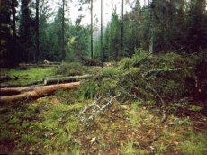 Под Днепропетровском рубят хвойные леса