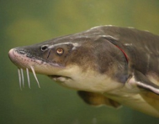 Осетры в Дунае около Болгарии и Румынии могут исчезнуть