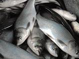 Штрафы за незаконно пойманную рыбу увеличены в 100 раз