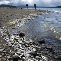 В Керчи на берег выбросилось 15 тонн хамсы