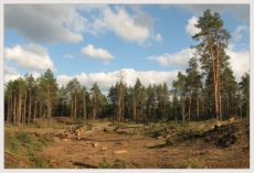 Экологов преследуют за выявление незаконного присвоения лесных угодий