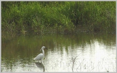 2 февраля – День водно-болотных угодий