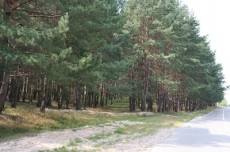 Д. Москаль: Под угрозой уничтожения оказались еще 2 гектара Святошинского леса