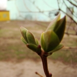 Деревья вместо строительного мусора: субботник в Киевском районе