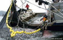 Рыбаки установили в нацпарке промышленный невод