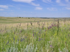 Лесоводы Николаевщины хотят уничтожить заповедные степи
