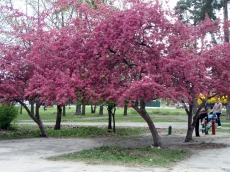 Аллея сакур в столичном парке Киото попала в Книгу рекордов Украины