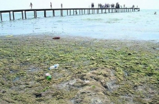 Под Одессой зацвело море