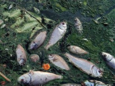 Во Львовской области на Добротворском водохранилище погибла рыба