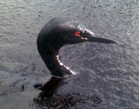 Черноморские пляжи залили мазутом