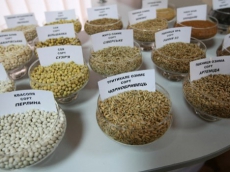 Украина проверяет семена на генные модификации из-за скандала в Европе