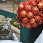 Сельскохозяйственные ярмарки становятся доброй традицией Киевского района