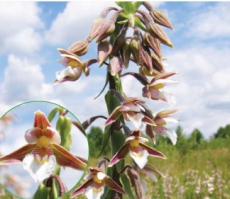 Редкие растения будут храниться в заказнике