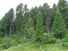 Депутаты незаконно отдали частной фирме 4 тыс. гектара лесных угодий на Волыни