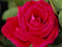 В Сочи напишут атлас растений