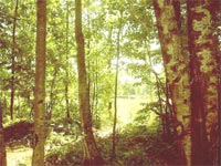 Москвичи смогут взять под опеку деревья