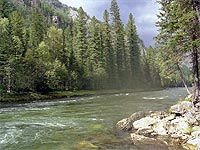 Наталья Комарова: Ситуацию в лесной отрасли можно охарактеризовать как кризисную