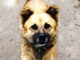 Бродячая собака. Фото: Виктор Шамаев, Каспаров.Ru Бродячая собака. Фото: Виктор Шамаев, Каспаров.Ru