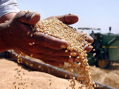 Зерно. Фото: dw.de Зерно. Фото: dw.de