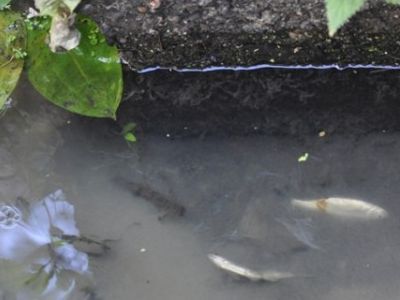 Погибшая рыба. Фото: Погибшая рыба. Фото: