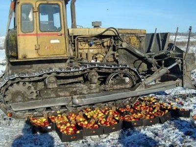 Уничтожение фруктов. Фото: Россельхознадзор Уничтожение фруктов. Фото: Россельхознадзор