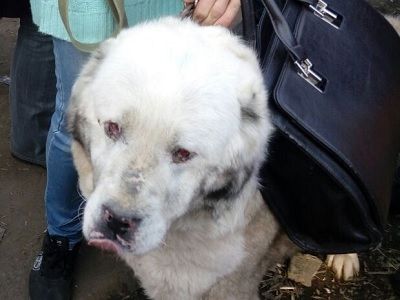 Передача животных из приюта БАНО Передача животных из приюта БАНО