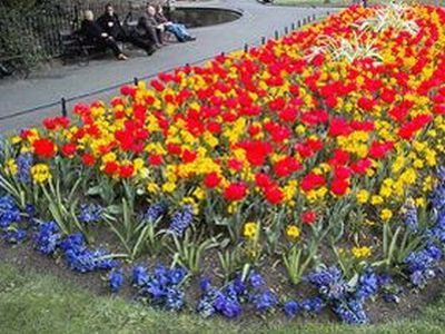 Цветы на клумбе. Фото: gallereyacvetov.org Цветы на клумбе. Фото: gallereyacvetov.org