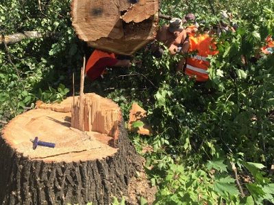 Вырубка леса в парке Кусково Фото: twitter.com/Zalishchak Вырубка леса в парке Кусково Фото: twitter.com/Zalishchak