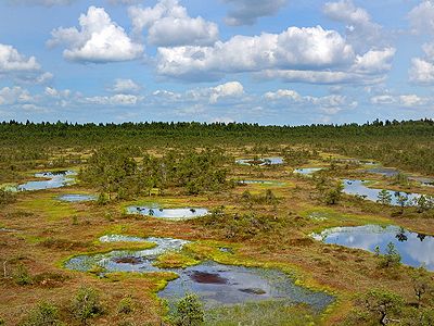 Болото. Фото: 097mcn.livejournal.com Болото. Фото: 097mcn.livejournal.com