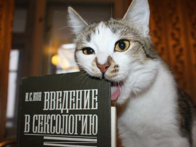 Кот-кандидат. Фото: Лиза Охайзина, Каспаров.Ru Кот-кандидат. Фото: Лиза Охайзина, Каспаров.Ru