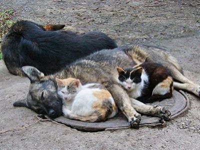 Бездомные собаки и кошки. Источник - дом-пионеров.рф Бездомные собаки и кошки. Источник - дом-пионеров.рф