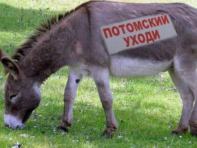 Ослик Виталик. Фото: Ослик Виталик. Фото: