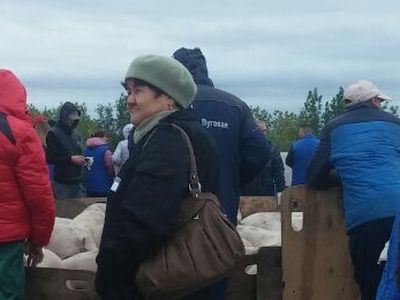 Свиньи на дороге. Фото: РИА Свиньи на дороге. Фото: РИА