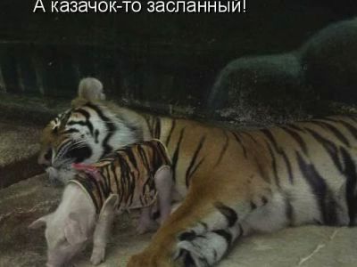 ��������� �������. ����: Kotomatrix.ru