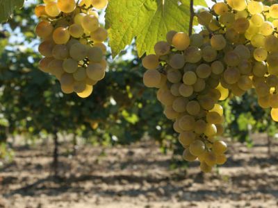  . : Lph-syrajevka.ru