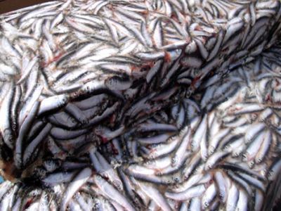 . : ref-perevozka.ru