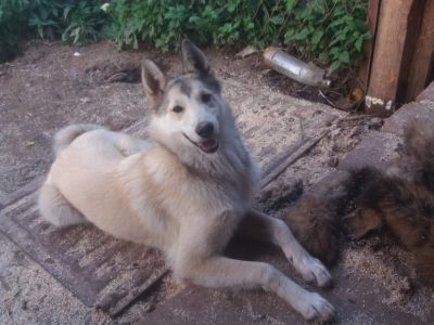 Лайка Дыма. Фото: Лиза Охайзина, Каспаров.Ru Лайка Дыма. Фото: Лиза Охайзина, Каспаров.Ru